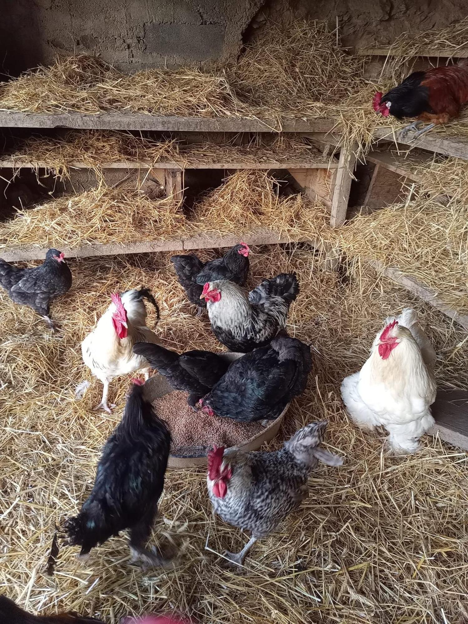 Отель La Ferme Des Cevennes Florac Экстерьер фото