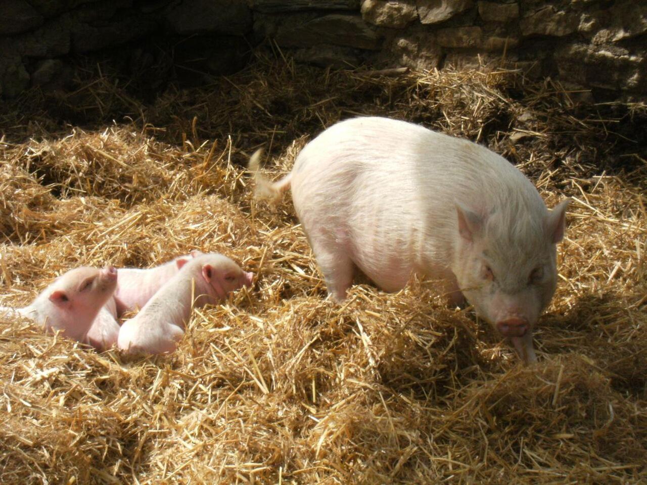 Отель La Ferme Des Cevennes Florac Экстерьер фото